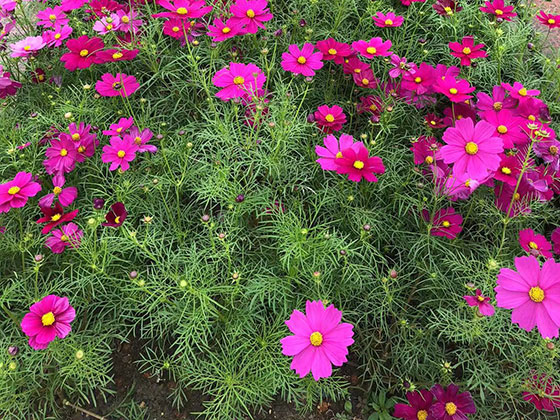 绵阳仿真花厂家|设计厂房园林绿化